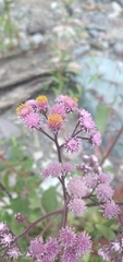 Urolepis hecatantha