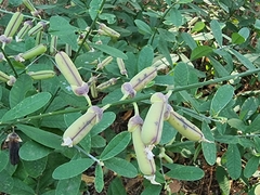 Crotalaria retusa