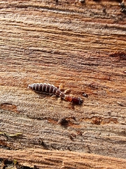 Parainocellia bicolor
