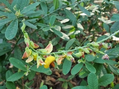 Crotalaria retusa