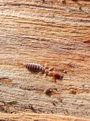 Parainocellia bicolor