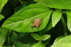 Euschistus cornutus
