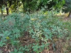 Crotalaria retusa