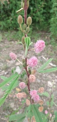 Mimosa polycarpa subandina