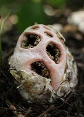 Clathrus transvaalensis