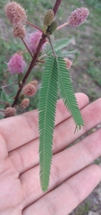 Mimosa polycarpa subandina