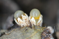 Sphaerobolus stellatus