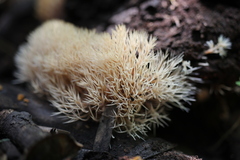 Pterula subulata