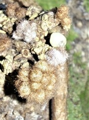 Planchonella luteocostata