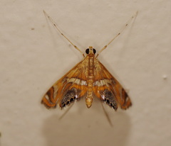 Margarosticha euprepialis