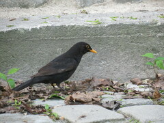 Turdus merula