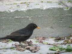 Turdus merula