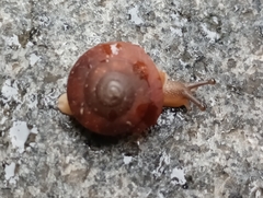 Quantula striata