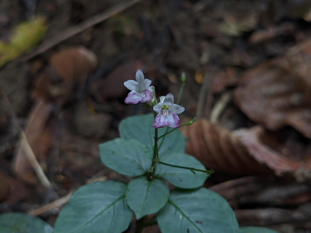 Codonacanthus sanjappae