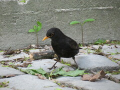 Turdus merula