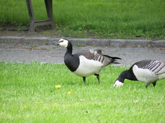 Branta leucopsis