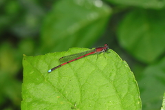 Oxyagrion terminale