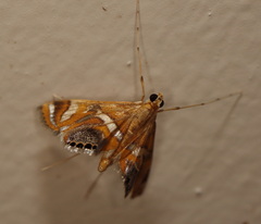 Margarosticha euprepialis