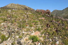Erica cerinthoides cerinthoides