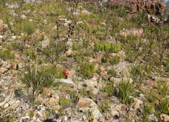 Erica cerinthoides cerinthoides