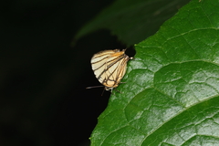Arawacus meliboeus