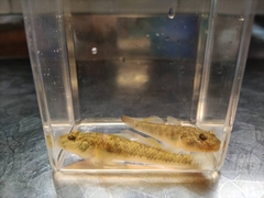 Rhinogobius similis