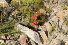 Erica cerinthoides cerinthoides