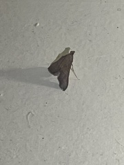 Endotricha pyrosalis