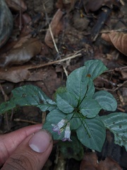 Codonacanthus sanjappae
