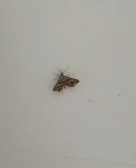 Diasemia accalis