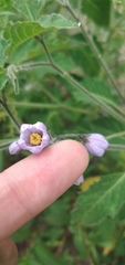 Solanum fiebrigii