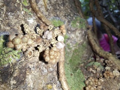 Planchonella luteocostata