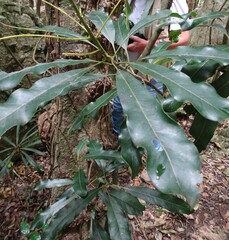 Planchonella luteocostata