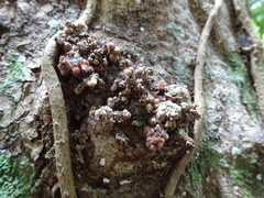 Planchonella luteocostata