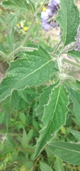 Solanum fiebrigii