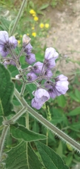Solanum fiebrigii