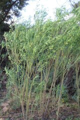 Gomphocarpus fruticosus