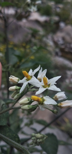 Solanum aloysiifolium, photograph 3