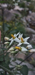 Solanum aloysiifolium
