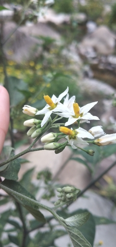 Solanum aloysiifolium, photograph 4