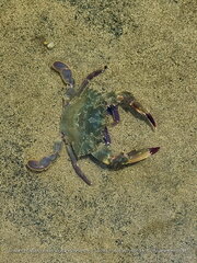 Charybdis hellerii