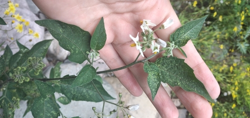 Solanum aloysiifolium, photograph 5
