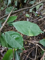 Archidendron lucidum