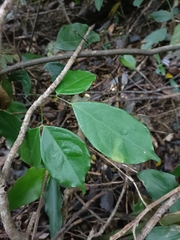 Archidendron lucidum