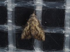 Nola pleurochorda