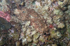 Dolabrifera brazieri