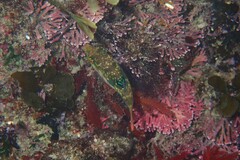 Canthigaster bennetti