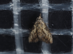 Nola pleurochorda