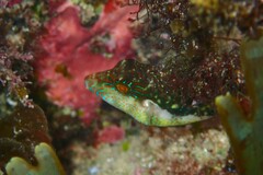 Canthigaster bennetti