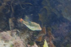 Canthigaster bennetti